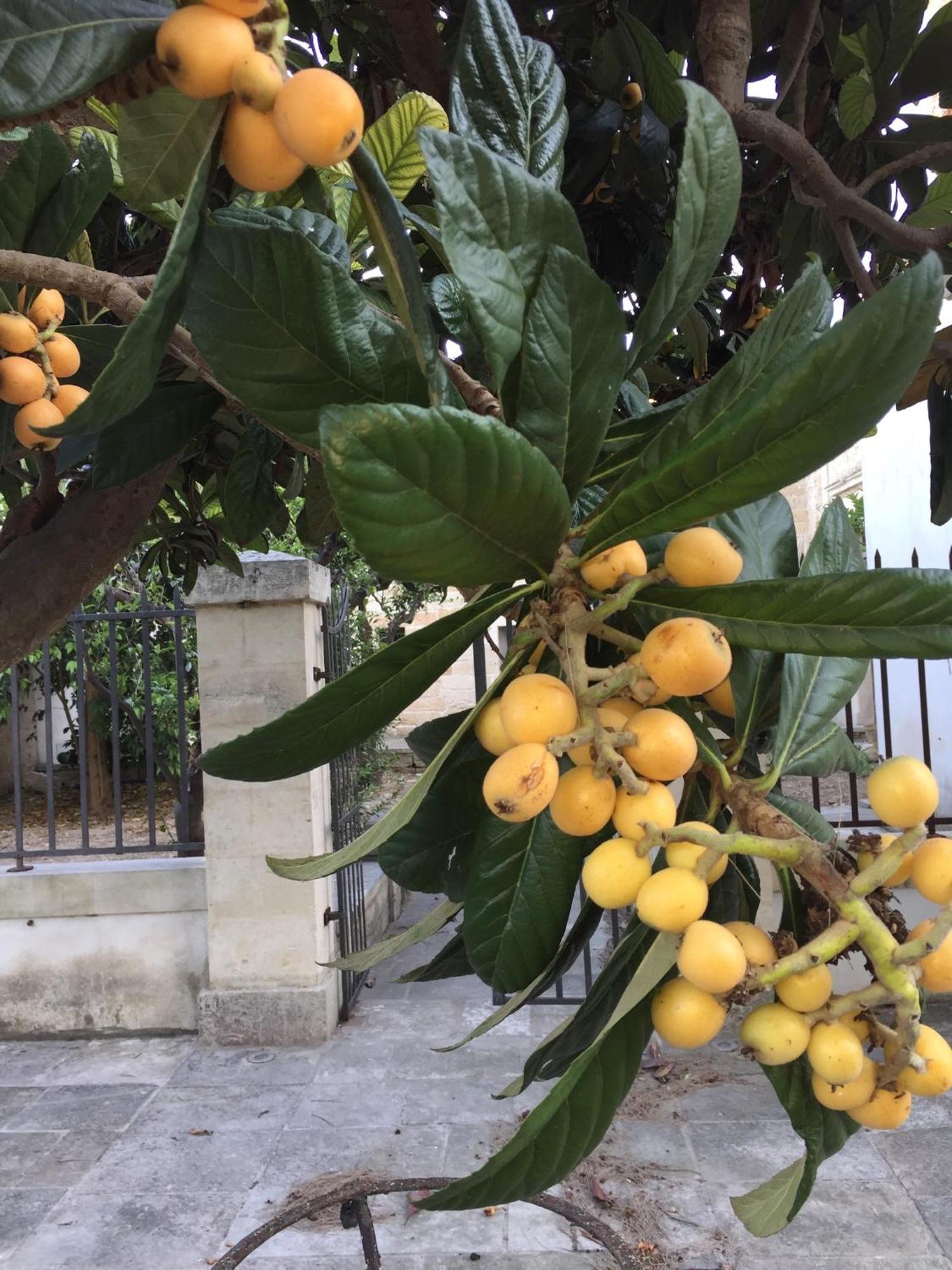 Palazzo De Carlo E Il Parco Dei 7 Pozzi Bed & Breakfast เลชเช ภายนอก รูปภาพ